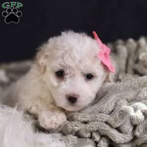 Brianna, Bichon Frise Puppy